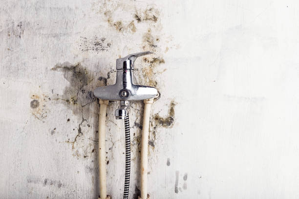 Albertville, AL Mold Removal Company