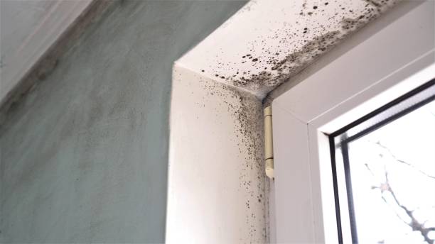 Best Crawl Space Mold Removal  in Bertville, AL