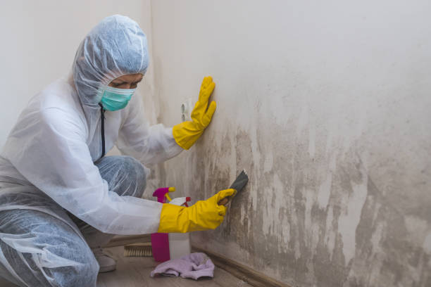 Best Black Mold Removal  in Bertville, AL