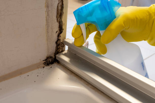 Best Attic Mold Removal  in Bertville, AL
