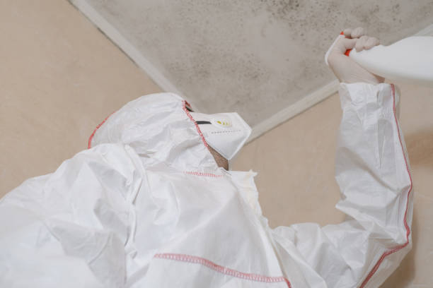 Best Mold Remediation  in Bertville, AL