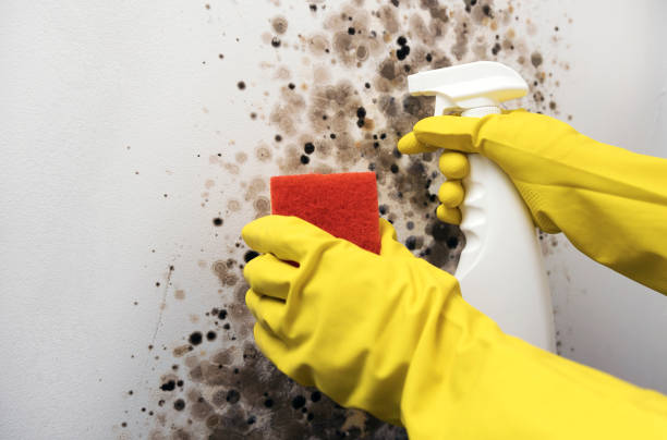 Best Mold Cleaning Services  in Bertville, AL