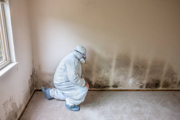 Best Mold Cleaning Services  in Bertville, AL