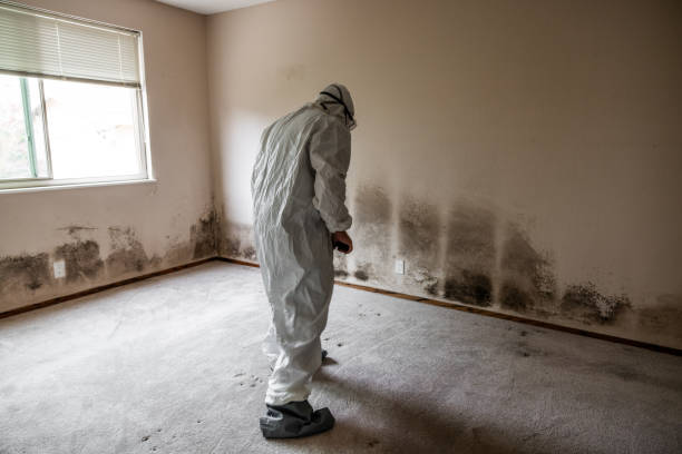 Best Mold Remediation Services  in Bertville, AL