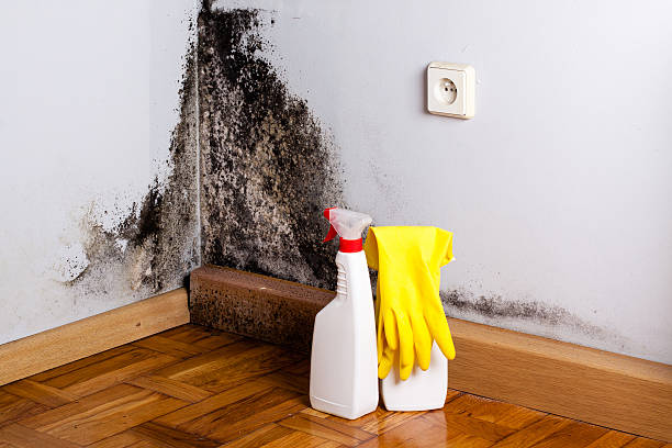 Best Professional Mold Removal  in Bertville, AL
